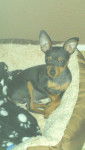pinscher nain-hatchi- - Pinscher Nain