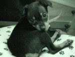 Rose 3 mois - Pinscher Toy - Pinscher Nain (3 mois)
