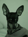 Lady Pinscher nain de 4 ans - Pinscher Nain (4 ans)