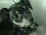 Rose, photo de pinscher nain - Pinscher Nain