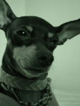 Lady, 4 ans pinscher nain - Pinscher Nain (4 ans)