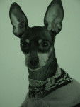 Lady 4 ans - Race Pinscher nain - Pinscher Nain (4 ans)