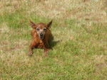Sissi, chienne Pinscher - Pinscher Nain