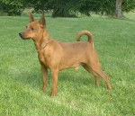 Cisco Obreïka Pischer Nain roux - Pinscher Nain