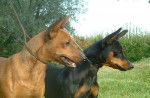 Cisco et Comtesse Obreïka - Pinscher Nain