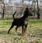 Kazir Obreïka - Pinscher Nain