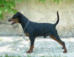 Kazir Obreïka - Pinscher nain - Pinscher Nain