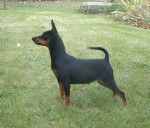 Comtesse Elevage Obreïka - Pinscher Nain