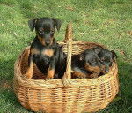 Chiots pinschers nains Elevage Obreïka - Pinscher Nain