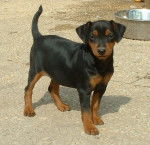 Chiot Pinscher nain Elevage Obreïka - Pinscher Nain