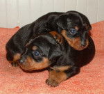 Bébés Elevage Obreïka - Pinscher Nain