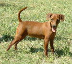 Agan Obreïka - Pinscher Nain