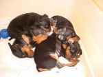Chiots Pinschers nains Evokaly - Pinscher Nain