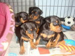 Chiots Evokaly - Pinscher Nain