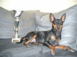 Cirka coupe Evokaly - Pinscher Nain