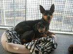 Cirka et son chiot Evokaly - Pinscher Nain