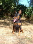 Evolette Evokaly - Pinscher Nain