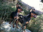 Cirka et Evolette Evokaly - Pinscher Nain