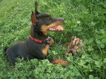 Cirka Elevage Evokaly - Pinscher Nain