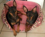 Evolette et Cirka Evokaly - Pinscher Nain