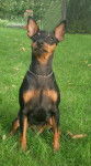 Cirka Evokaly - Pinscher Nain