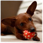 Gribouille Pinscher nain 7 mois - Pinscher Nain (7 mois)