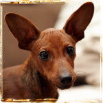 Gribouille 7 mois - Pinscher Nain (7 mois)