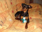 Flam et son jouet - Pinscher Nain