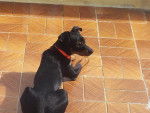 lucky - Pinscher Nain