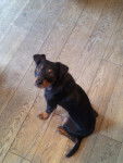 lucky - Pinscher Nain