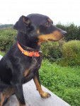 Lucky - Pinscher Nain