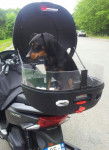 Lucky en scooter - Pinscher Nain