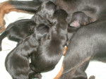 Trueno, Rayo, Patch y Chanela :3 - Pinscher Nain (1 mois)