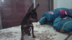 Tomy - Pinscher Nain Mâle (11 mois)