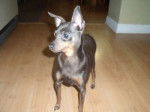 doudoune - Pinscher Nain (1 an)