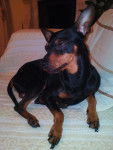 Hermes - Pinscher Nain Mâle (4 ans)