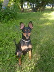 Blacky - Pinscher Nain Mâle (3 ans)