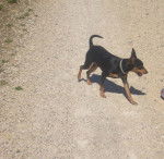 Blacky en promenade - Pinscher Nain Mâle (2 ans)