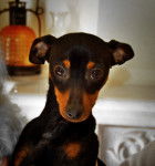 Hermes - Pinscher Nain Mâle
