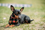 Photo Pinscher Nain
