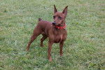 Photo Pinscher Nain