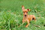 Photo Pinscher Nain