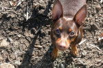 Photo Pinscher Nain