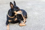 Photo Pinscher Nain