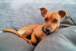 Photo Pinscher Nain