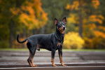 Photo Pinscher Nain