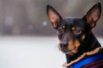 Photo Pinscher Nain