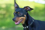 Photo Pinscher Nain