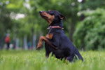 Photo Pinscher Nain