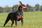 Photo Pinscher Nain